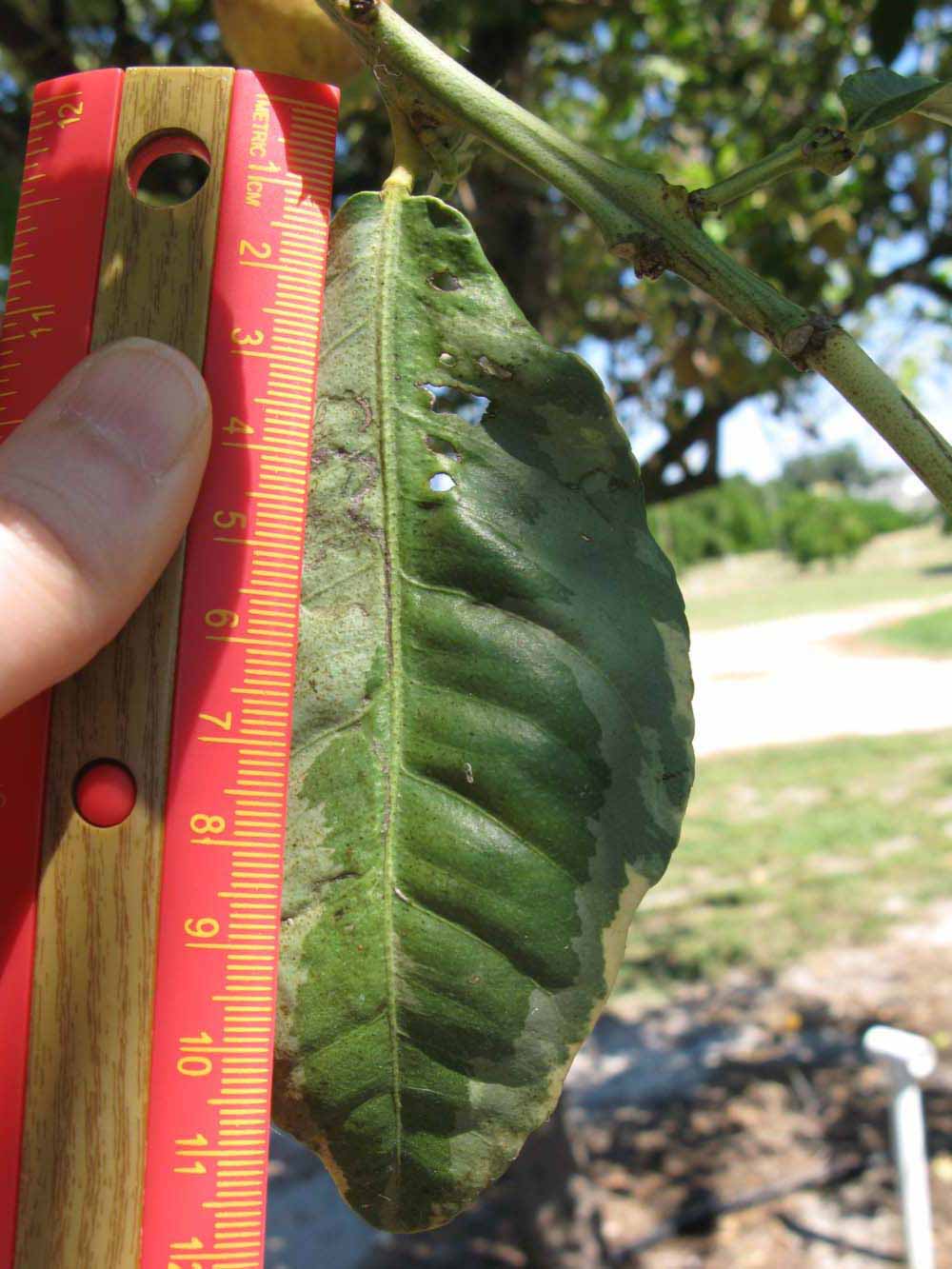            Unifoliolate leaf (Pink Variegated, Winter Haven, FL)   